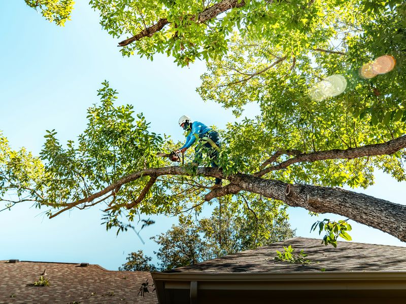 Tree service work